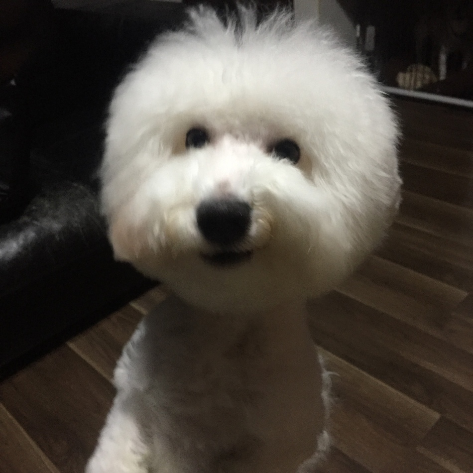 たんぽぽのカバー写真