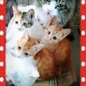 子猫 姉妹 ３ヶ月 里親募集中