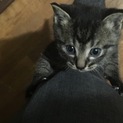 子猫の里親を探しています。