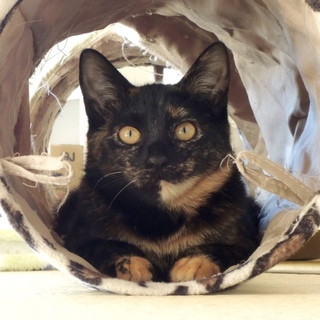 サビ模様が美しい女の子「べっこ」