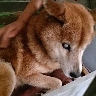 【感謝】繋がりましたーーー！白内障じいちゃん