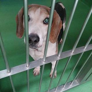 【感謝】一般譲渡枠から嫁ぎました！ビーグル爺♪