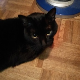 寂しがり屋の黒猫君