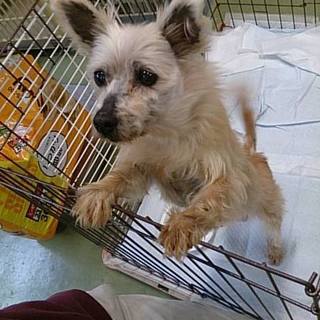 【感謝】保護様へ繋がりました⑥マルチーズmix婆