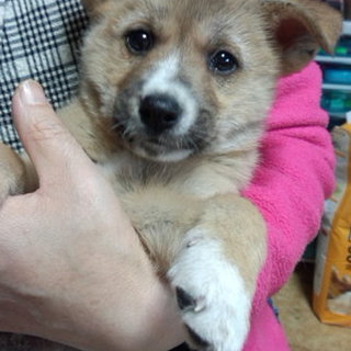里親決定。茶色のやん君