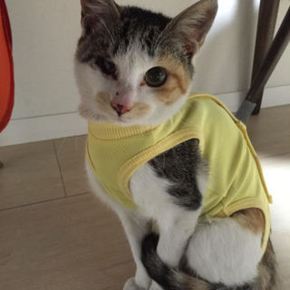 独眼竜の小さな三毛ちゃん