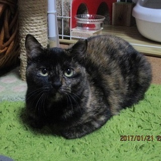 ぽてころ♥ころころな「ざらめ」ちゃん