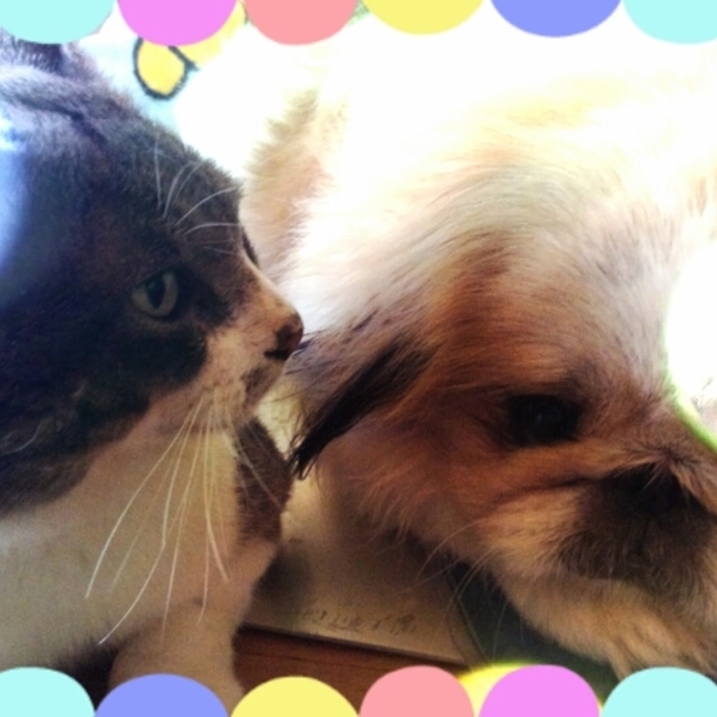 セナわんのカバー写真