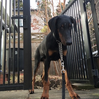 ドーベルマン ６ヶ月 至急