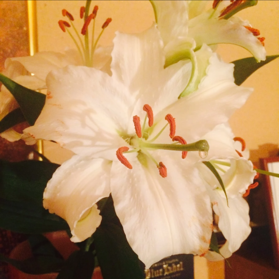 フワくんのカバー写真