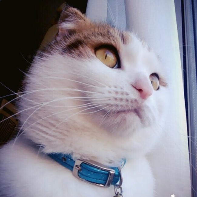 のんななゆぅのカバー写真