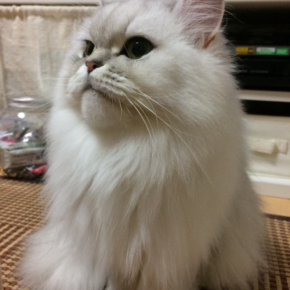 ぷーにゃんのカバー写真