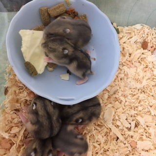 ジャンガリアンハムスター赤ちゃん