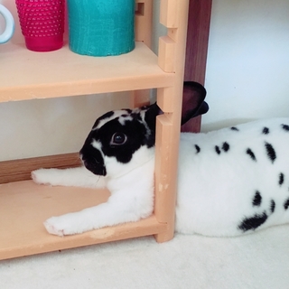 去勢済み。とても甘えん坊なレッキスミニ