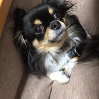チョコ