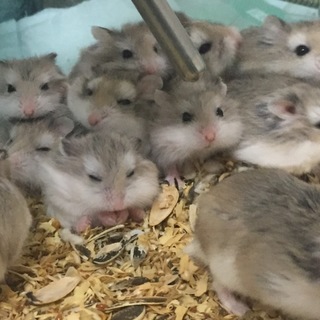 人慣れロボちゃん里親募集