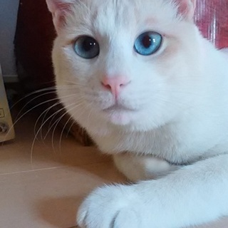 犬のような甘えん坊