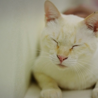 マシュマロ男子カイくん