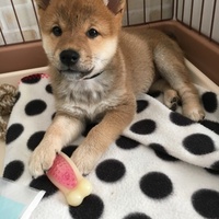 つばき