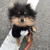 南相馬市で保護されたポメラニアンのプリンちゃん サムネイル7