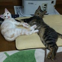 遅くなりましたが