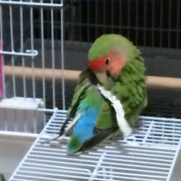 サクちゃん巣作り