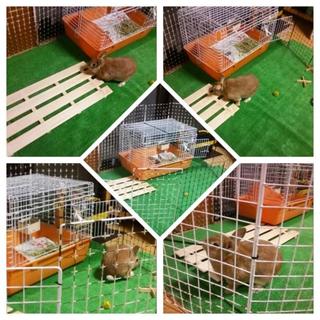 引っ越しに伴い里親を探してます。