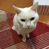 河先 十萌