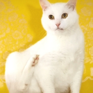 【白吉くん】大きな体に優しいこころ