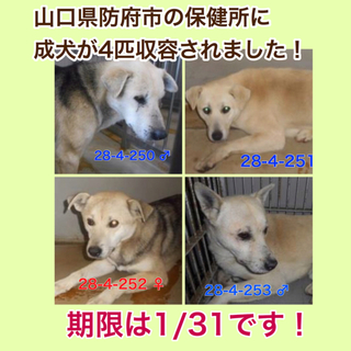 愛護団体に引き取られました