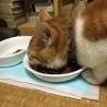 コーチム