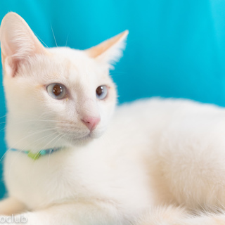 虐待されたチャンスくん