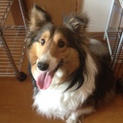 「里親決定！」シェルティー♀4才