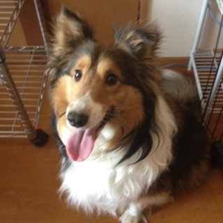 「里親決定！」シェルティー♀4才