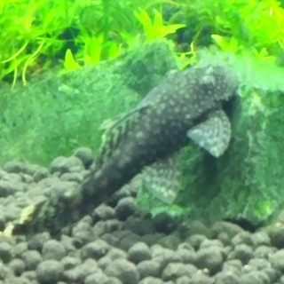 里親様決まりました。