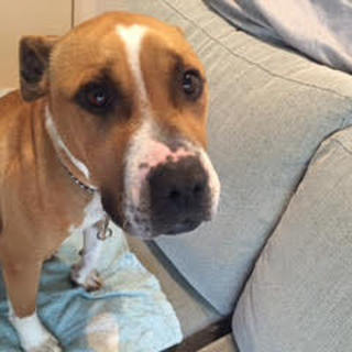 人が大好き♡ピットブルＭＩＸのハート♀