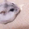 みずはし