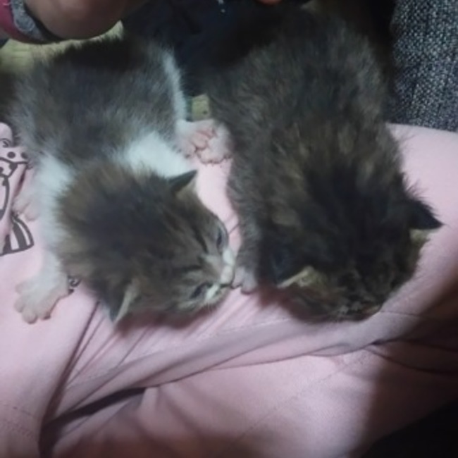 ワン・ニャン・ママのカバー写真