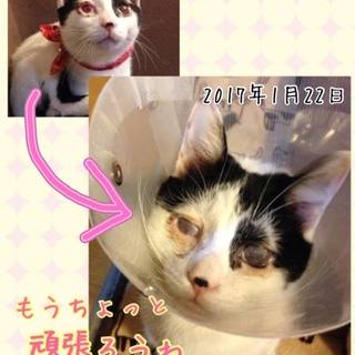 くもった瞳の男の子　山に捨てられ生き抜いた命