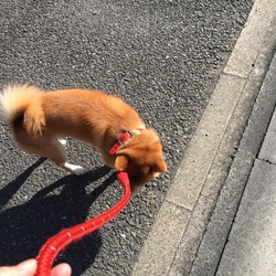 「散歩」サムネイル2