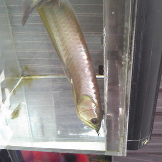 理想の里親様が決まりましたありがとうございました。