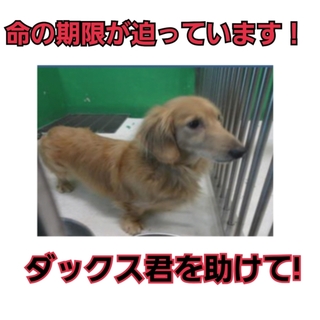 写真追記!命の期限切迫!!ダックス君を助けて!!!