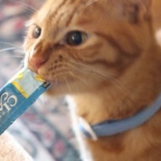 熊本から来ましたビッキーです！