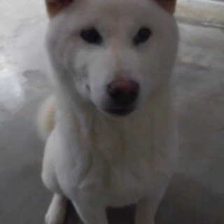 愛媛県動物愛護センターに収容されています！