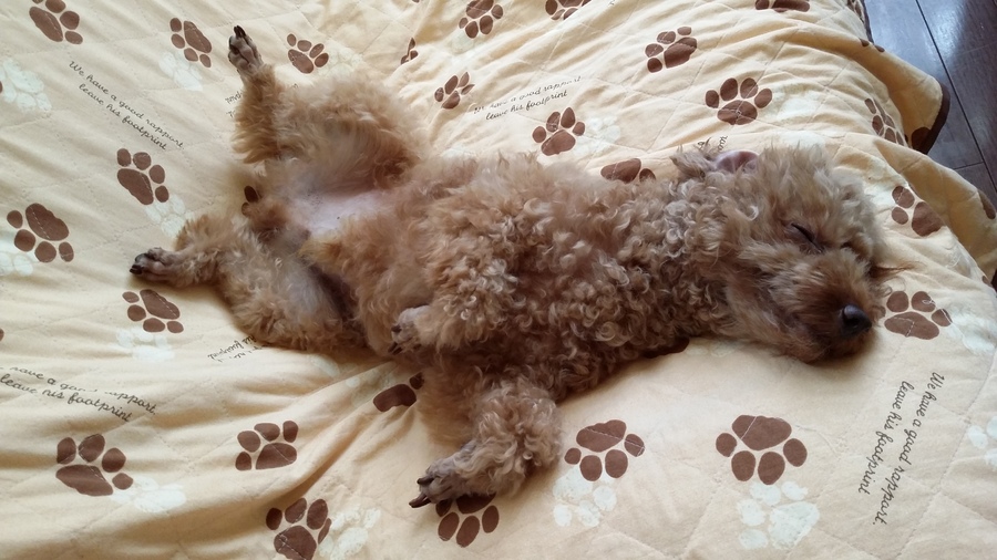 甘えたのトイプードル男の子 奈良県 犬の里親募集 ペットのおうち 月間利用者150万人