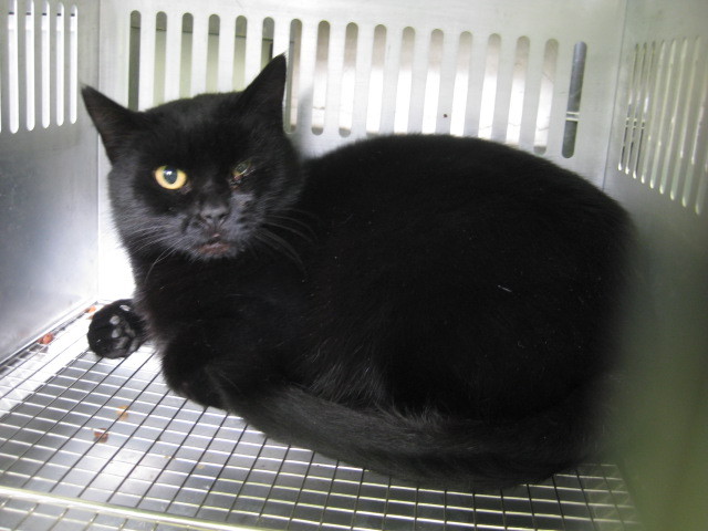 里親決定！！家族ができました(*´▽｀*) サムネイル2