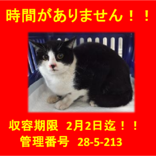 里親決定！素敵なお家に迎えられました！