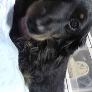 転勤先に連れていくことにしたので募集終了