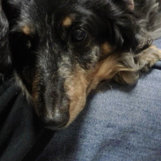 転勤先に連れていくことにしたので募集終了