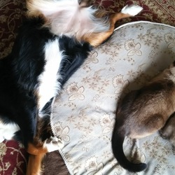 シャム猫カップル＋ワン